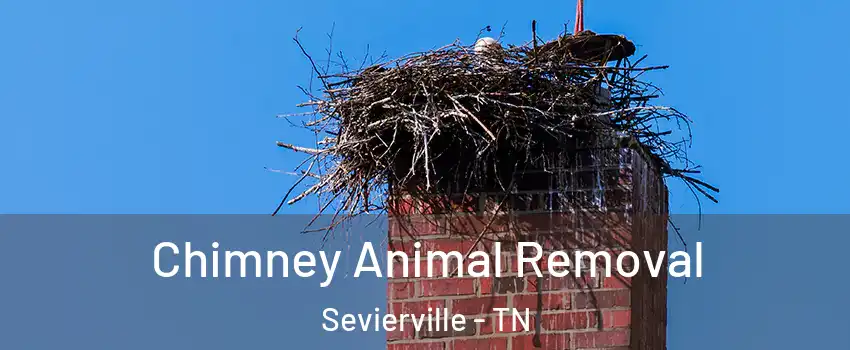 Chimney Animal Removal Sevierville - TN