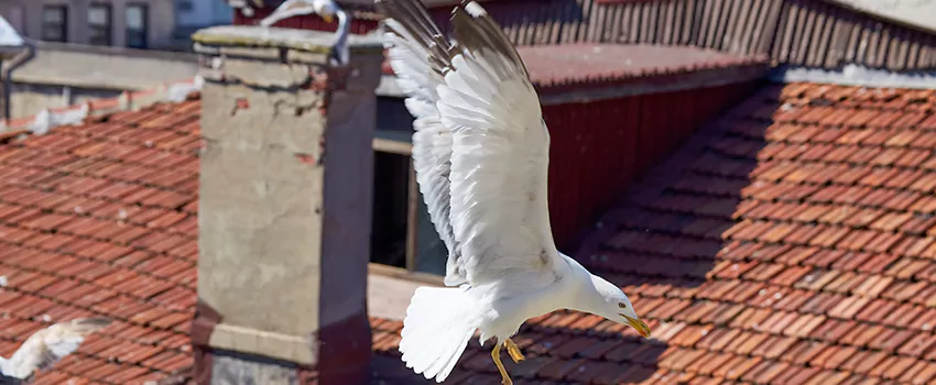 Residential Chimney Animal Removal Solution in Sevierville, TN