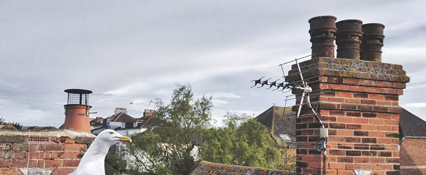 Chimney Cleaning And Restoration in Sevierville, Tennessee